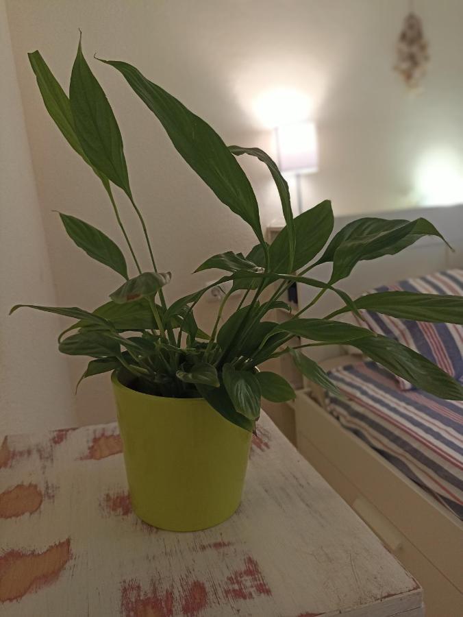 Apartamento Confortable habitación céntrica en piso privado Málaga Exterior foto