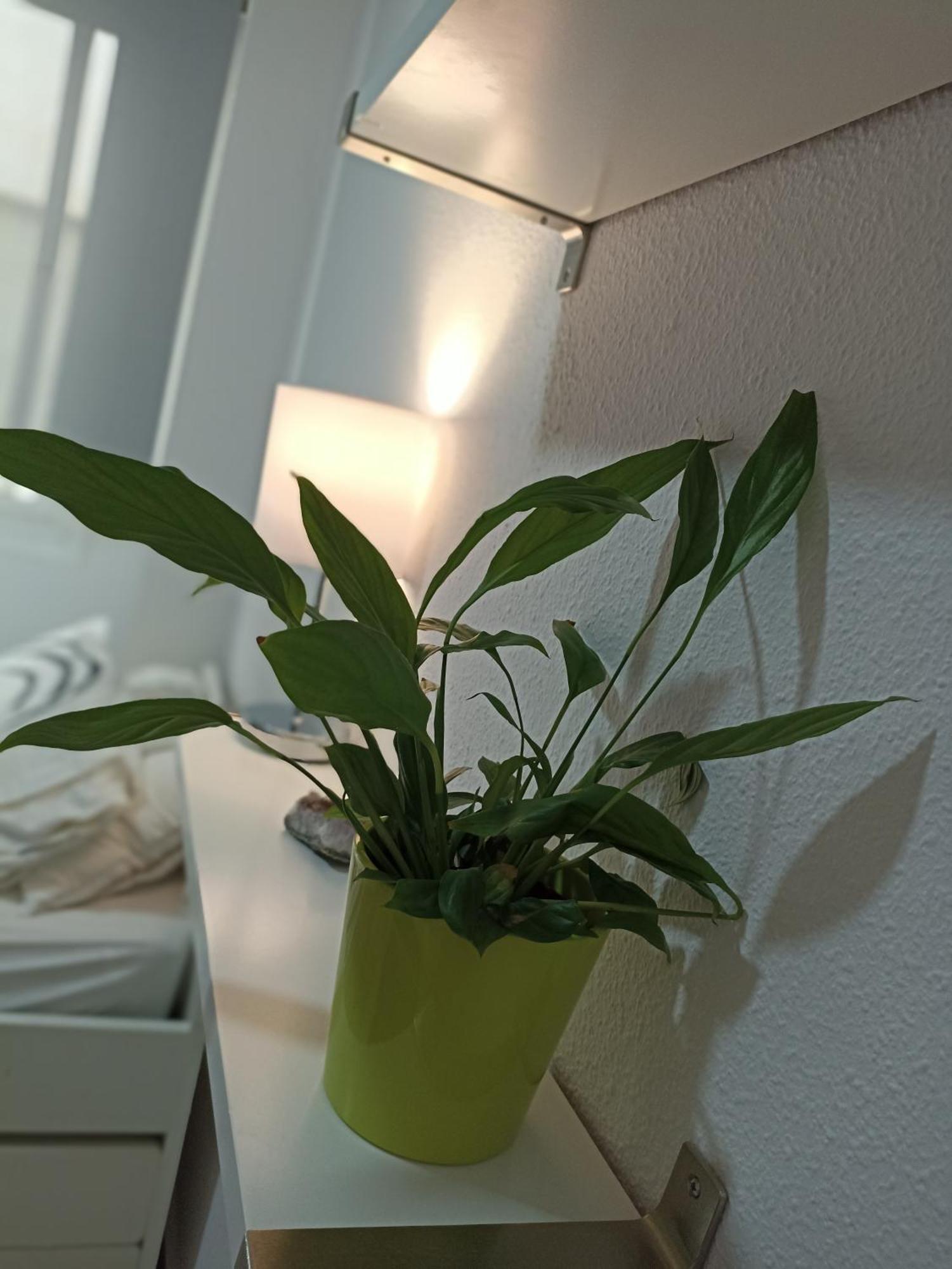 Apartamento Confortable habitación céntrica en piso privado Málaga Exterior foto
